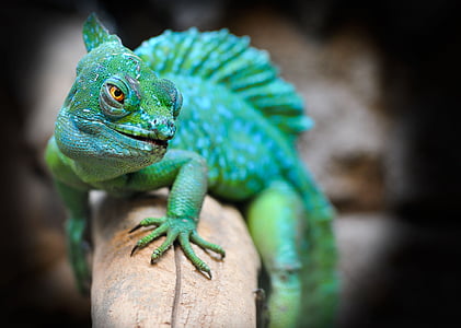 selective focus photography of green chameleon thumbnail