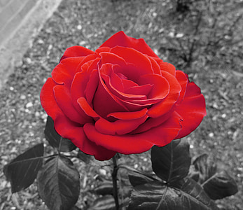 selective focus color photograph of red rose thumbnail