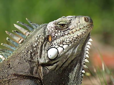 selective focus photo of gray lizard thumbnail