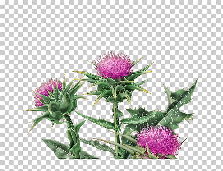 Tea Bag Organic Food Milk Thistle Png Clipart Tea Bag Organic Food Milk Thistle Png Clipart