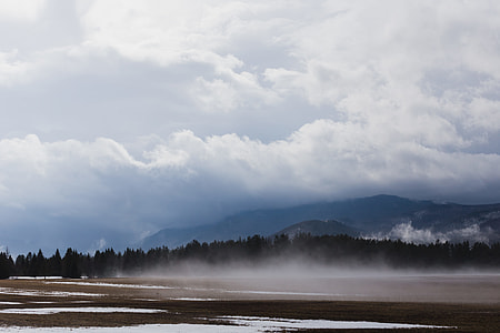 green pine trees under cloudy sky thumbnail