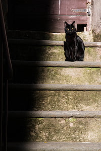 short-furred black cat sitting on gray concrete stairs during daytim thumbnail
