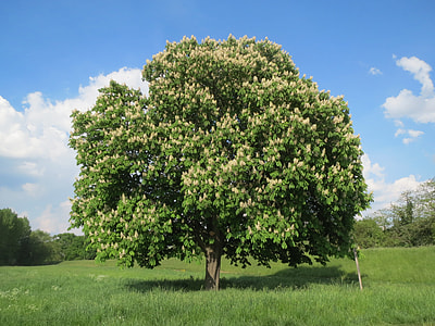 Aesculus Hippocastanum, Horse-Chestnut thumbnail