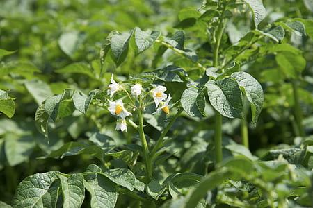 selective focus photography of white petaled flowers during daytime thumbnail