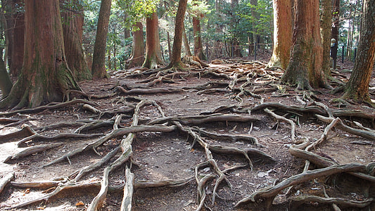forest tree during daytime thumbnail