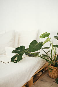 Green Leaf Plant in Brown Pot Inside Room thumbnail