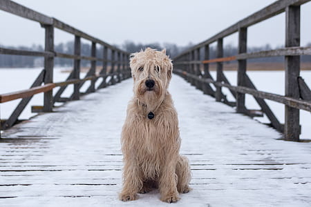 adult brown dog sitting on snow covered dock thumbnail