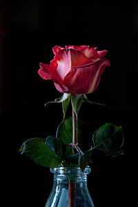 pink rose in clear glass vase thumbnail
