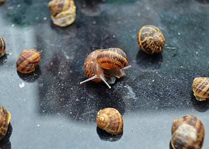 shallow focus photo of group of brown snails thumbnail