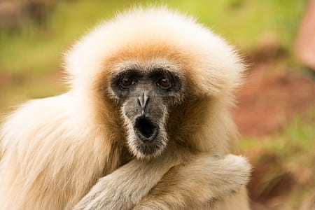 wildlife photography of brown monkey thumbnail