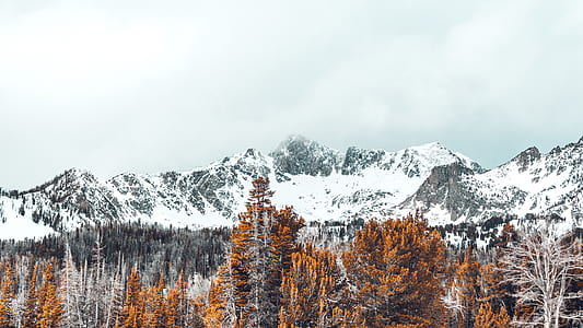 brown leafed forest near rock formation thumbnail