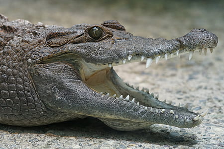 gray crocodile thumbnail