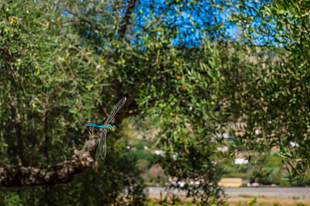 blue dragonfly fly over trees thumbnail
