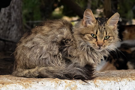 brown fur cat on gray concrete board thumbnail