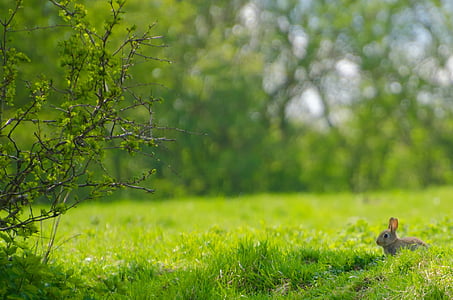 gray rabbit on green grass thumbnail