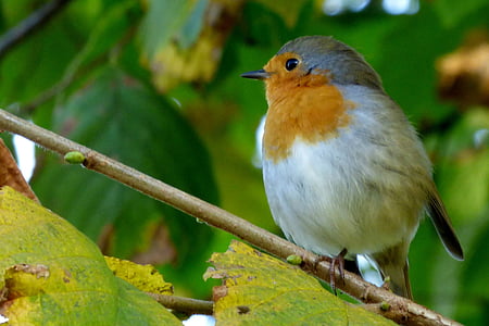 brown and white bird thumbnail