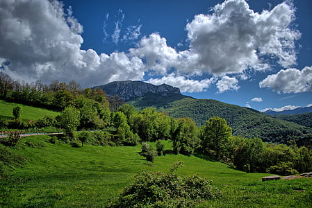 green tree under sky thumbnail