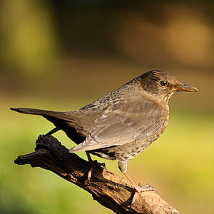 brown bird thumbnail