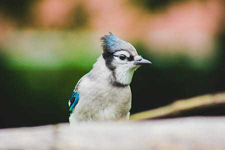 blue and grey bird selective focus photography thumbnail