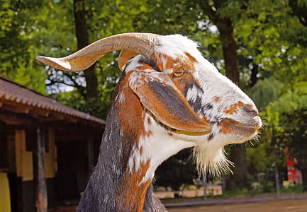 close-up photo of brown and white goat thumbnail