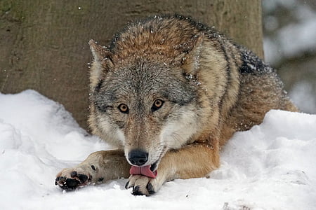 brown and gray Wolf photo thumbnail