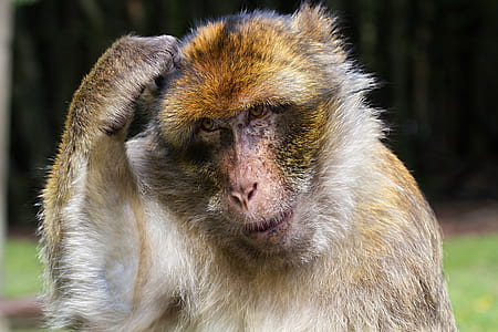 tan monkey with hand on head standing on green grass field during daytime thumbnail