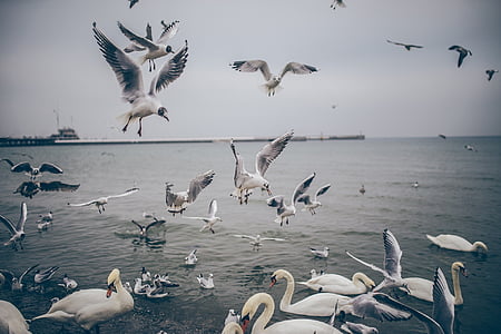 flock of birds thumbnail