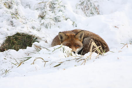 wildlife photography of fox on snow thumbnail