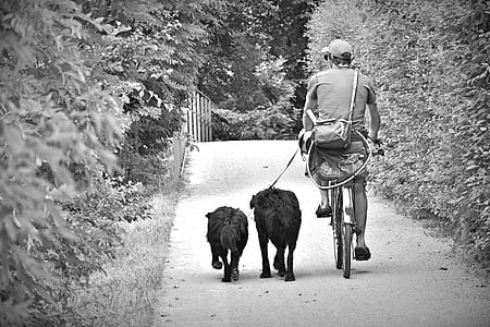 grayscale photo of man riding bicycle on pathway thumbnail