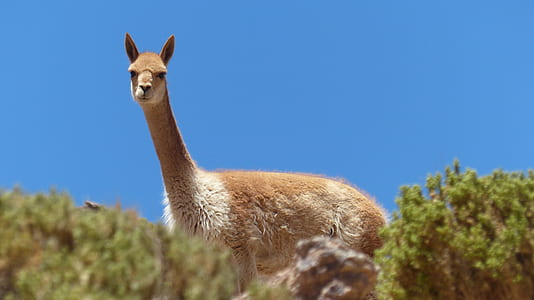 llama surrounded by plants thumbnail