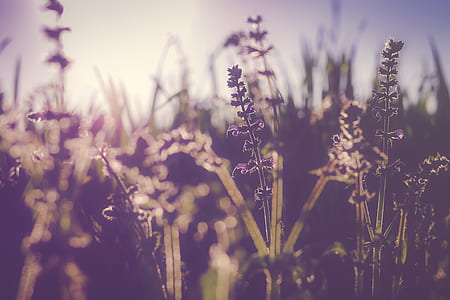 selective focus photography of purple flowers thumbnail