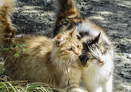 calico cat and orange cat walking during daytime thumbnail