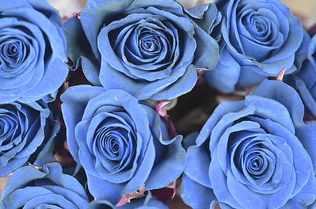 blue roses thumbnail