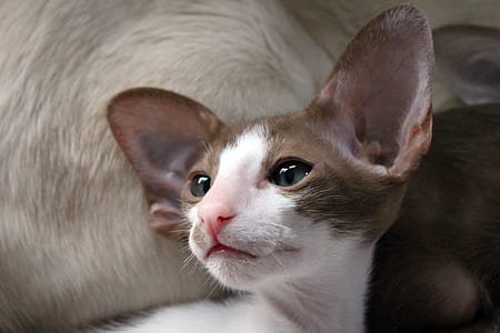 short-coated white and brown kitten thumbnail