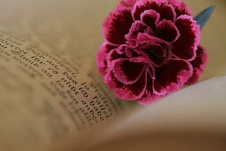 red and pink carnation flower on top of book thumbnail