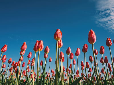red tulip flower field under blue skies thumbnail