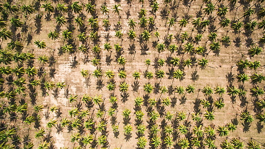aerial view of land and trees thumbnail