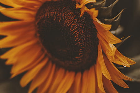 yellow sunflower closeup photography thumbnail