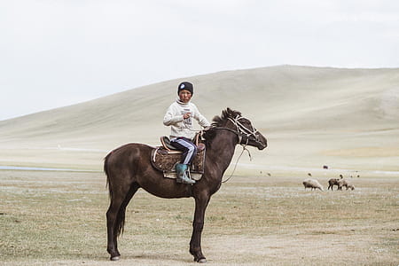 person riding on black horse in field thumbnail