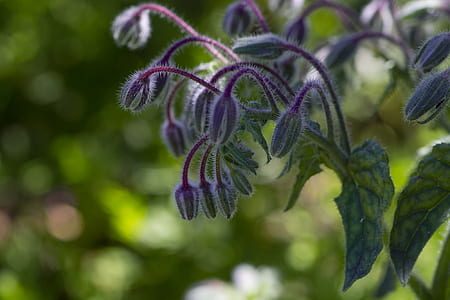 purple flowers in shallow focus photography thumbnail