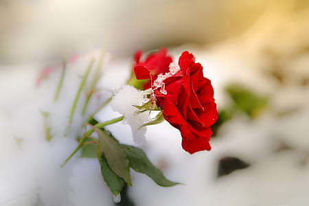 selective focus photography of red rose thumbnail