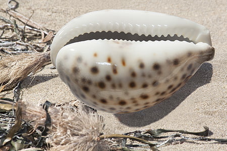 white and brown seashell on sand thumbnail