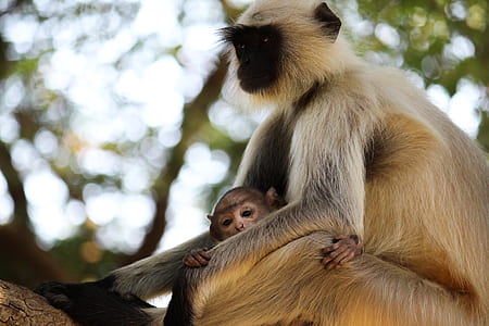 Selective Focus Photography of Brown Monkey thumbnail