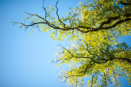low angle photography of green leafed tree thumbnail