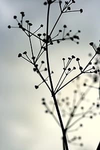 silhouette of plant thumbnail