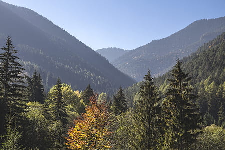 landscape photography of mountain canyon with pine trees thumbnail