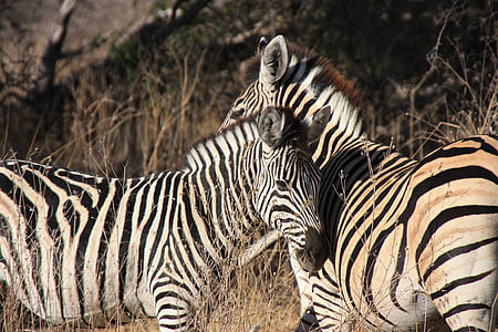 two zebra surrounded by brown grass thumbnail