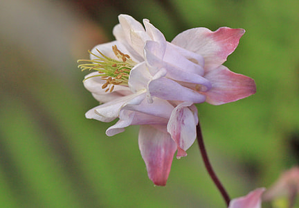 pink columbine flower macro photography thumbnail