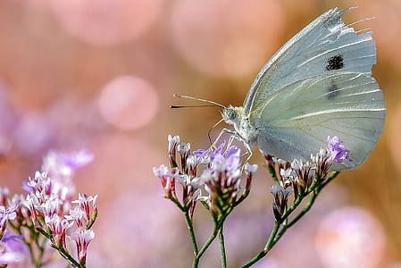 closeup photo of a cabbage butterfly on a purple petaled flower thumbnail