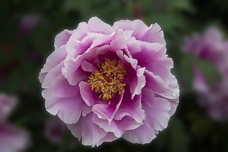 closeup photo of purple peony flowers thumbnail